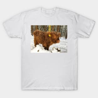 Scottish Highland Cattle Calf 1676 T-Shirt